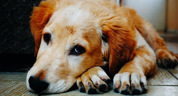 In due settimane d'estate abbandonati mille cani